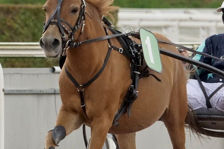 Vuippens: record d'inscrits aux courses populaires de chevaux