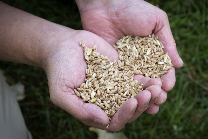 Broye: Chiffre d'affaires en hausse pour les sélectionneurs de semences