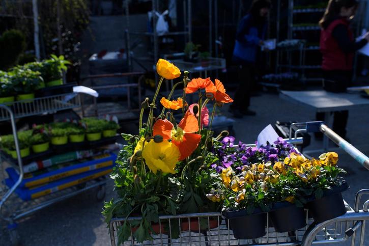 «Envie de gratter la terre» et hiver chaud: Les clients se ruent dans les jardineries fribourgeoises