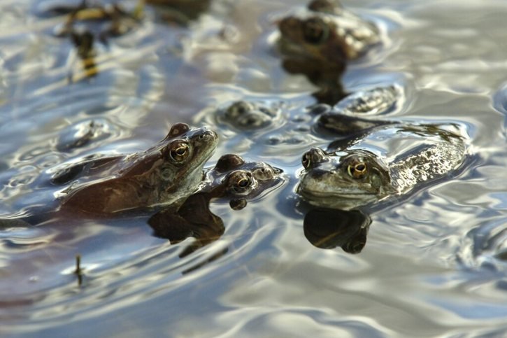 Grande Cariçaie: Les CFF sécurisent les rails pour les amphibiens