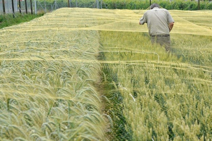 Canton: Bilan intermédiaire positif dans la lutte contre les pesticides