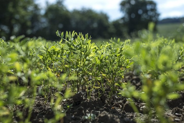 Environnement: La légumineuse, arme secrète de l'agriculture face au changement climatique