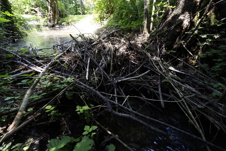 Castors: Feu vert du canton pour intervenir sur plusieurs barrages de l'Arignon