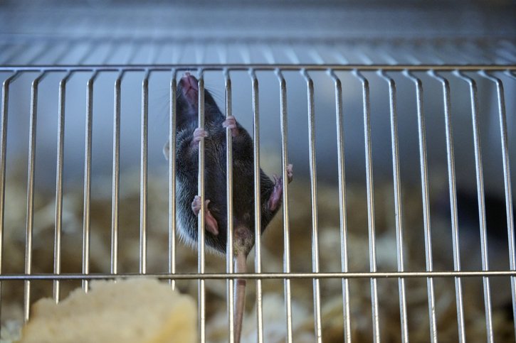 Justice: Des souris victimes de négligences à l'animalerie de l'Université de Fribourg