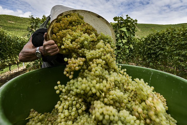 En 2023, 101 millions de litres de vin ont été récoltés (archives). © KEYSTONE/THEOPHILE BLOUDANIS