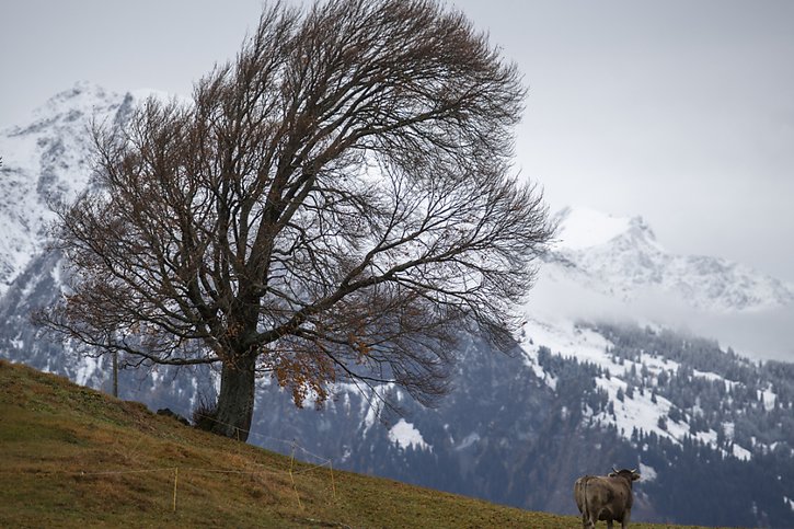 La journée de vendredi s'annonce moins venteuse en Suisse (archives). © KEYSTONE/GIAN EHRENZELLER