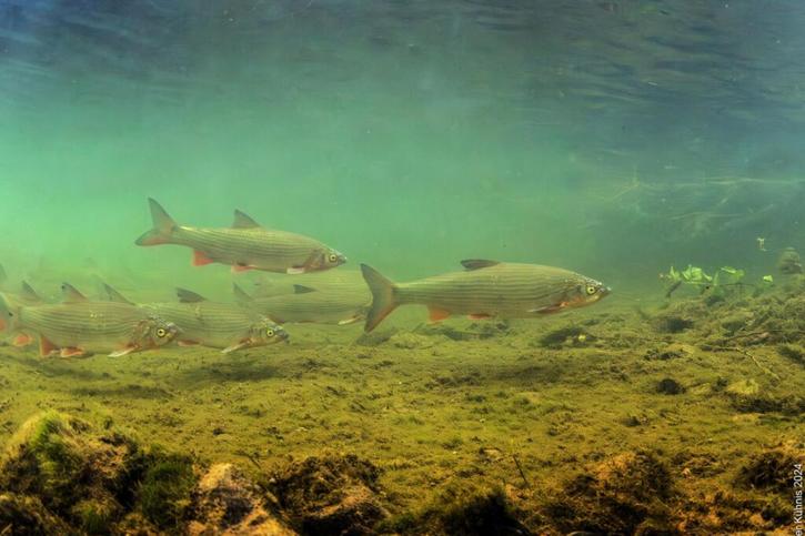 Le hotu - appelé aussi nase - est une espèce de poisson indigène fortement menacée. © Office cantonal de la nature, de la chasse et de la pêche, Saint-Gall