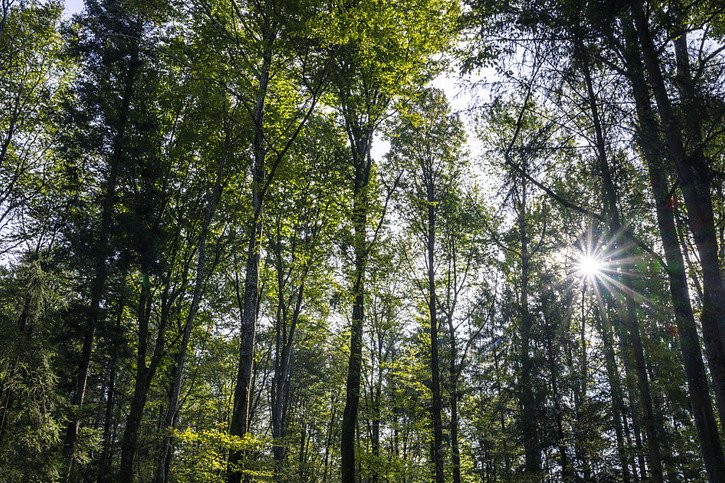 L'étude du WSL a mis en évidence des limitations biochimiques de la photosynthèse des arbres lorsque la température dépasse 30 degrés (archives). © Keystone/PETER SCHNEIDER