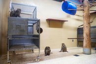 Tests cognitifs à l’Unifr: Les singes de laboratoires seront mieux traités
