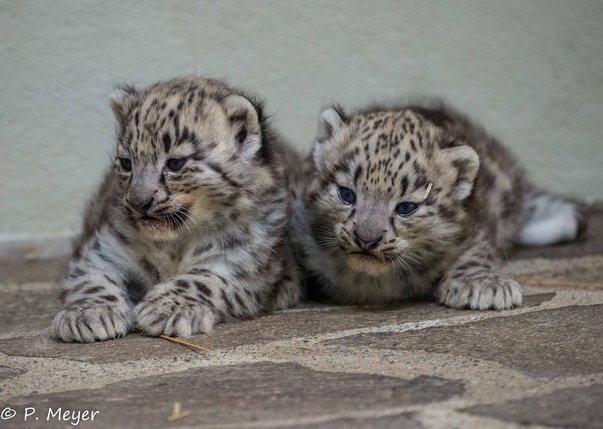 La Famille Panthere Des Neiges S Agrandit Au Zoo De Servion La Liberte