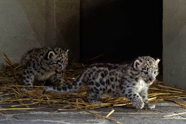 La Famille Panthere Des Neiges S Agrandit Au Zoo De Servion La Liberte