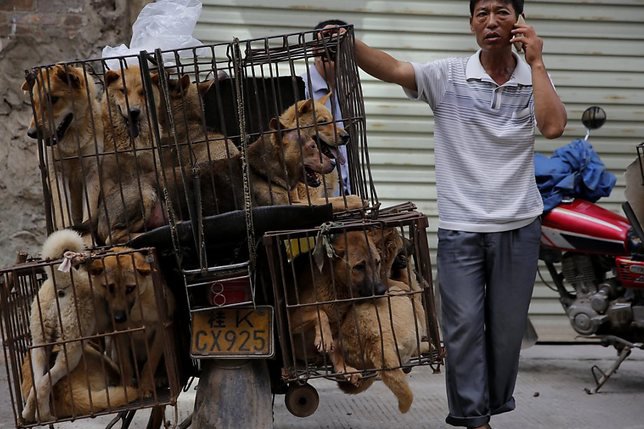 Un marchand attend des clients avec ses chiens au marché de Yulin, très fréquenté. © KEYSTONE/EPA/WU HONG