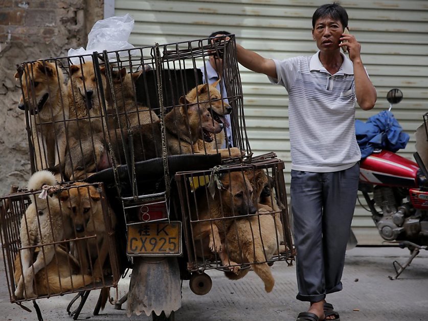 Viande de chien  le festival de Yulin en  Chine  attire la 