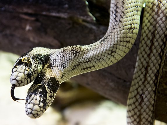 Versailles : Il découvre un serpent de plusieurs dizaines de