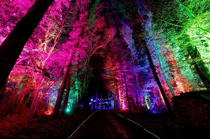 Promenade dans une forêt féerique - La Liberté