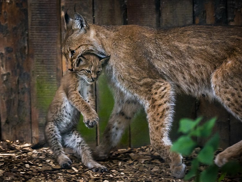 Le Lynx boréal (Les Sentiers du Naturaliste) (French Edition