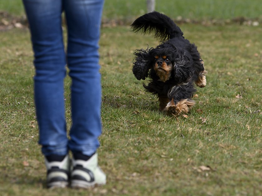 Mordue par une vipère au lac d'Isaby, sa chienne meurt : la