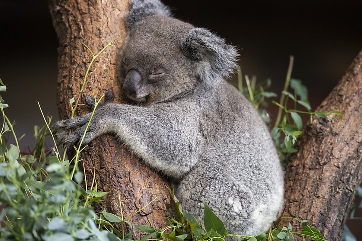 Koala - Respiration