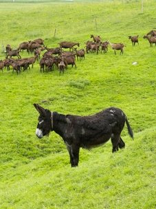 Protection des troupeaux: A Albeuve, des ânes pour faire fuir le loup