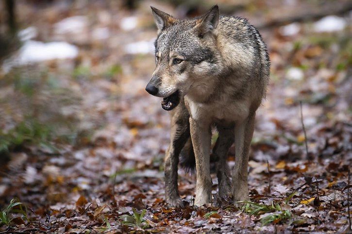 L’Etat du Valais a demandé à l'Office fédéral de l'environnement l'autorisation de procéder à un prélèvement complet de quatre meutes, soit environ 25 loups sur une population estimée entre 90 et 120 individus (archives). © KEYSTONE/MICHAEL BUHOLZER