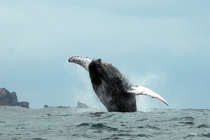 Une baleine à bosse s'est retrouvée bloquée dans le port de Sydney pendant 22 heures (photo d'illustration). © KEYSTONE/EPA/SOLEDAD CONTRERAS