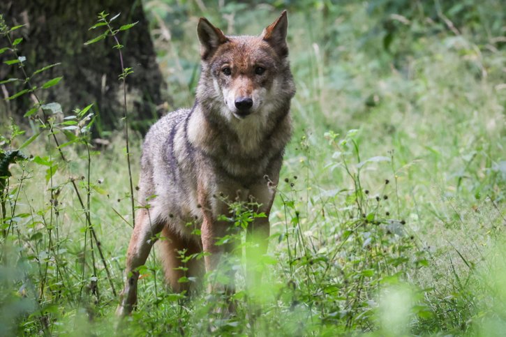 La période de régulation du loup débute trois mois plus tôt qu'en 2023 (archives). © KEYSTONE/DPA/CHRISTIAN CHARISIUS