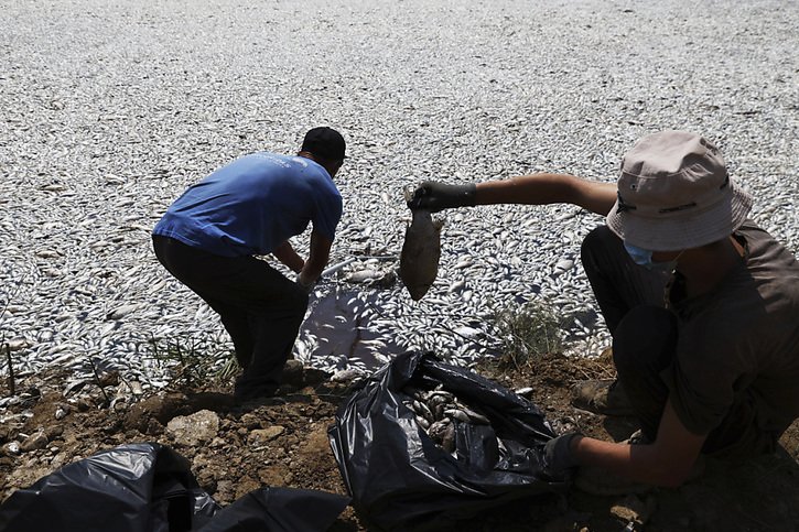 Des hommes collectent les poissons morts dans une rivière proche du port de Volos. © KEYSTONE/AP/Vaggelis Kousioras