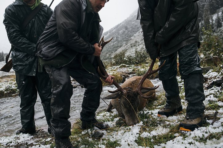 Lors de l'année cynégétique 2023, les chasseurs suisses ont tiré environ 76'000 ongulés sauvages et près de 22'000 prédateurs (renards, blaireaux, martres et fouines) (archives). © Keystone/GIAN EHRENZELLER