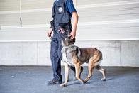 Singine: Le chien policier Scott permet d’arrêter deux cambrioleuses mineures à Guin