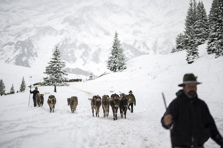 Avec les chutes de neige, les vaches sont descendues plus rapidement que prévu de l'alpage de Sardona, au-dessus de Vättis, dans le canton de Saint-Gall. © KEYSTONE/GIAN EHRENZELLER